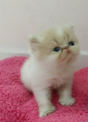 Baby Doll ( Exotic Long Hair ) - Exotic Shorthair Cat