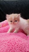 Baby Doll ( Exotic Long Hair ) - Exotic Shorthair Cat