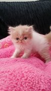 Baby Doll ( Exotic Long Hair ) - Exotic Shorthair Cat