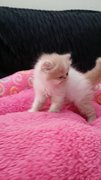 Baby Doll ( Exotic Long Hair ) - Exotic Shorthair Cat