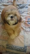 Puppies - Shih Tzu Dog