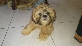 Puppies - Shih Tzu Dog