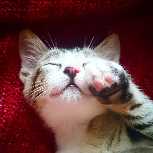 Mex - Tabby Cat