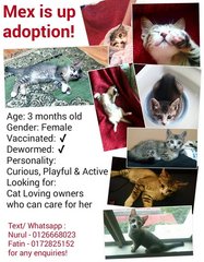 Mex - Tabby Cat