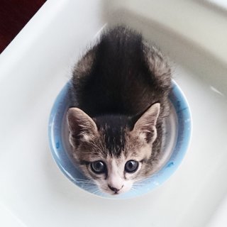 Mex - Tabby Cat