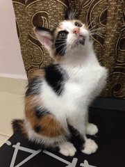 Baby - Calico + Domestic Medium Hair Cat