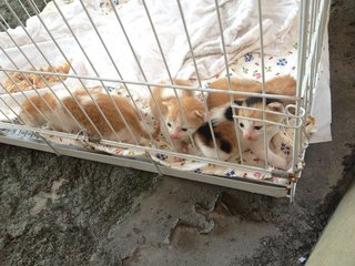 2.5 Weeks Old Kittens For Adoption - Domestic Short Hair Cat