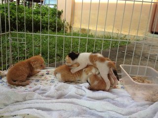 2.5 Weeks Old Kittens For Adoption - Domestic Short Hair Cat