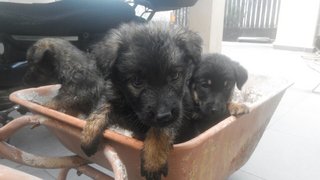 8 Musketeers - Mixed Breed Dog