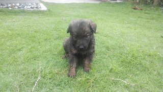 8 Musketeers - Mixed Breed Dog