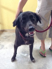 Charlotte - Labrador Retriever Dog