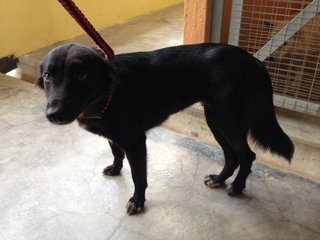 Charlotte - Labrador Retriever Dog