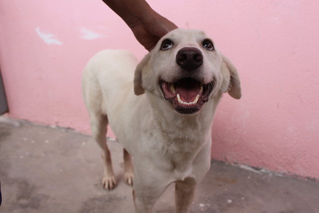 Bailey - Labrador Retriever Mix Dog