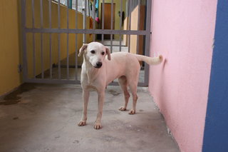 Bailey - Labrador Retriever Mix Dog