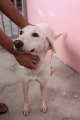 Bailey - Labrador Retriever Mix Dog