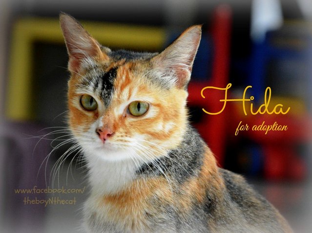 Hida - Domestic Short Hair Cat