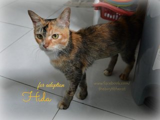 Hida - Domestic Short Hair Cat