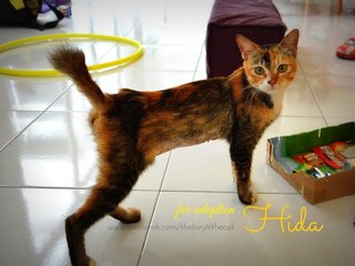 Hida - Domestic Short Hair Cat