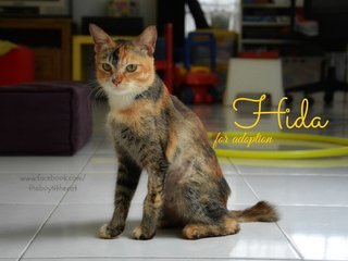 Hida - Domestic Short Hair Cat