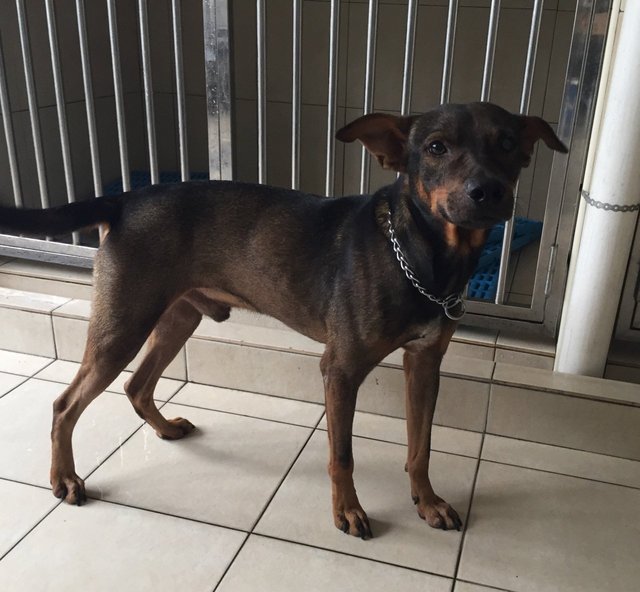 Reno - Miniature Pinscher Mix Dog