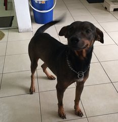 Reno - Miniature Pinscher Mix Dog