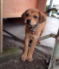 Hazel - Hound Mix Dog