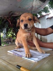 Hazel - Hound Mix Dog