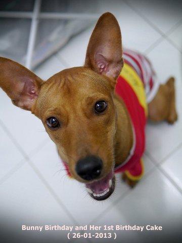 Bunny - Mixed Breed Dog