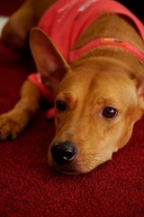 Bunny - Mixed Breed Dog