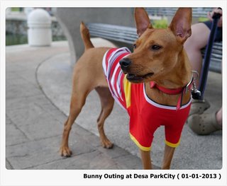 Bunny - Mixed Breed Dog