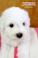 Bichon Frise - Bichon Frise Dog