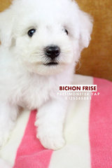 Bichon Frise - Bichon Frise Dog