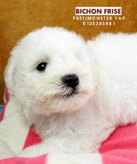 Bichon Frise - Bichon Frise Dog