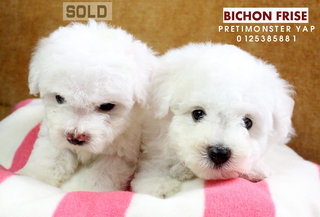 Bichon Frise - Bichon Frise Dog