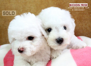 Bichon Frise - Bichon Frise Dog