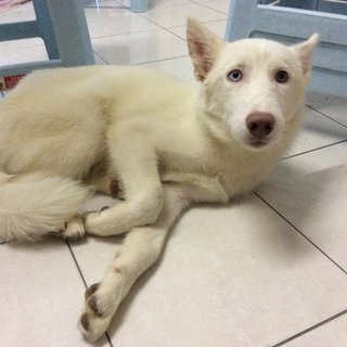 Vicky - Siberian Husky Dog