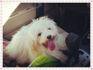 Kiki - Maltese Dog