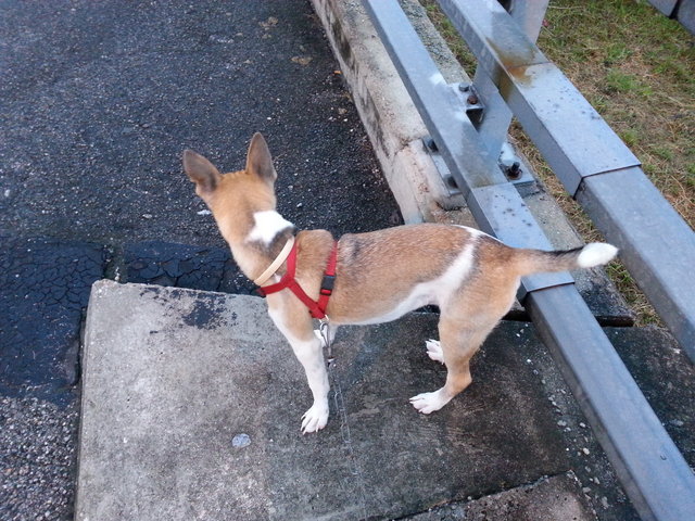 Man - Chinese Foo Dog Mix Dog