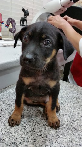 Yet-to-be-named - Mixed Breed Dog