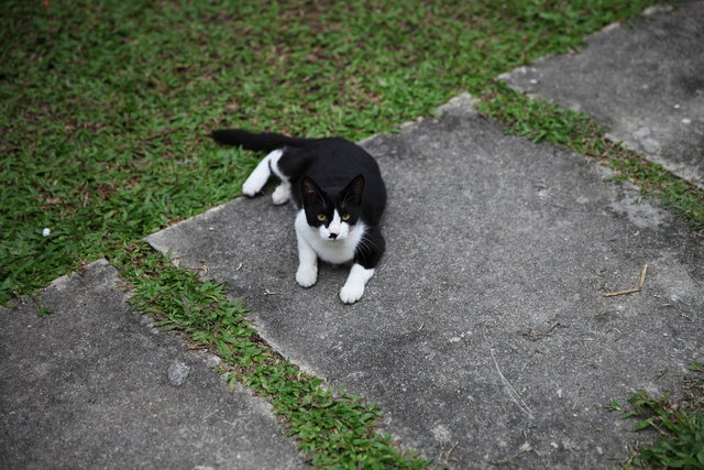 Tom - Domestic Short Hair Cat