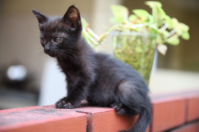 Midnight - Domestic Medium Hair Cat