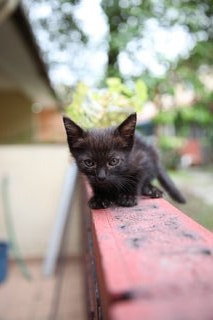 Midnight - Domestic Medium Hair Cat