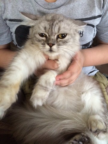 Silver - Persian + Maine Coon Cat