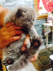 Shaggy Babies - Persian + Maine Coon Cat