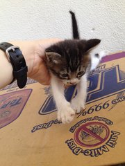 Adorable Kitten. - Domestic Short Hair Cat