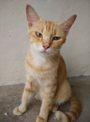 Mother - Oriental Short Hair Cat