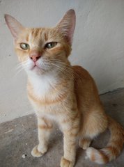 Mother - Oriental Short Hair Cat