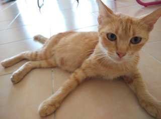 Mother - Oriental Short Hair Cat