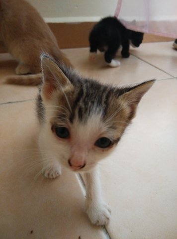 Xiao Blur Blur - Domestic Short Hair Cat