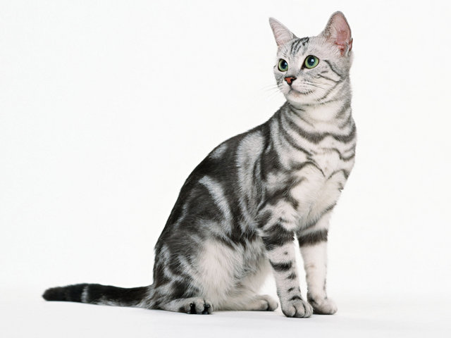 Zara - American Shorthair Cat